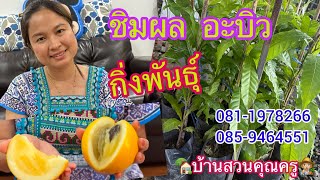 ลิ้มลองรส ผลอะบิว เอบิว ผลไม้ทองคำ