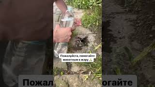 Аптап ыстықта құстарға су беріліп жатыр