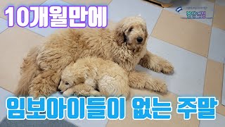 임보끝!!! 10개월만에 임보견들이 없는 주말