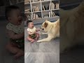 she started working out when she was only 8 months oldceiling for dogs and babies funny cutebaby