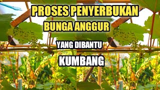 Proses Penyerbukan Bunga Anggur Yang Dibantu Kumbang❗❗❗🍇🍇