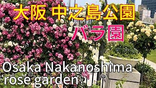 大阪⛲中之島公園【🌹バラ園】Nakanoshima rose garden🌹Osaka Japan