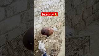 शेर का बाप 😎😱🔥|# #pigeon #kabootar #kabutar #birds #bird #status #shortsfeed #subscribe #petlover