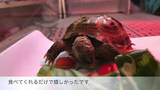 【tortoise】拒食のロシアリクガメ