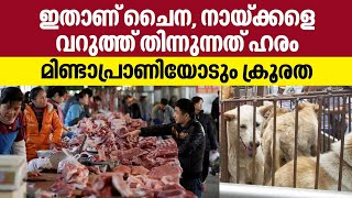 China Dog Meat Festival | ഇതാണ് ചൈന, നായ്ക്കളെ വറുത്ത് തിന്നുന്നത് ഹരം, മിണ്ടാപ്രാണിയോടും ക്രൂരത