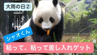 シャオくん、粘っておねだりの結果、差し入れゲット　 2023.09.08 午前その２