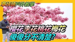 【年假賞櫻去】，櫻花、李花、梅花、桃花傻傻分不清楚，快到草坪頭賞花，現在爆花中，粉白相間超夢幻。＃草坪頭＃櫻花＃李花＃梅花＃桃花#草坪頭玉山觀光茶園 # #南投景點