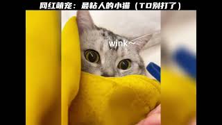 网红萌宠：全网最粘人的小猫，可爱乖巧的小猫你喜欢吗？#猫