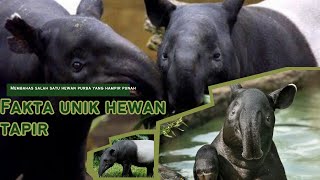 Inilah beberapa fakta unik hewan Tapir