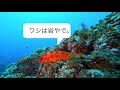 2019 09 2k 60fps 八丈島 ダイビング ナズマド