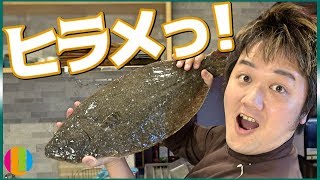 【魚】きまぐれクックさんの動画で勉強しながら大西がヒラメをさばく練習をする動画〜頑張れ大西君Vol.1ヒラメ〜【平目】【鮃】【刺身】【練習】【番外編】