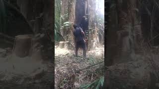 POHON BERHANTU orang ini berani nebang phn berhantu, jinis kayu ini mmng kayu paling byk mkn korban.