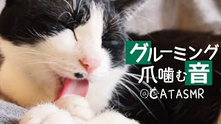 👅ASMR🎧猫が爪を噛む音がクセになるグルーミング