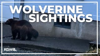 Wolverine sightings reported along Oregon coast