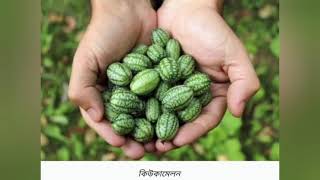 ১৭ টি অদ্ভুত ও বিস্ময়কর ফল।(17 Weird and Wonderful Fruits)