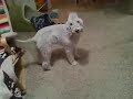 シート片付け　№1 ベドリントンテリア bedlington terrier