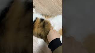 핑크뱃살좀 만져보자 #고양이 #뱃살