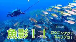 【慶良間FUNダイビング】夏の海再来！ドリフトで爽快に♪