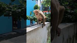 bandar ki acting #monkey #bandar #monkeyvideo