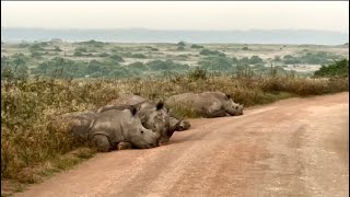 White rhino blocks us from using the road