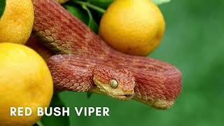 Names of Reptiles Around Us for Kids | Amazing Reptiles | Learn Reptile Names with Real Life Videos