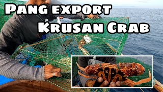 Paano manghuli ng pang export na malalaking alimasag  krusan gamit ang bobo Crucifix Crab