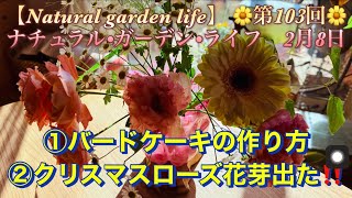 【Natural garden life】 ①バードケーキの作り方②クリスマスローズ花芽出た‼️🌼第103回🌼ナチュラル•ガーデン•ライフ20種類の花咲くお庭をどうぞ‼️2月8日