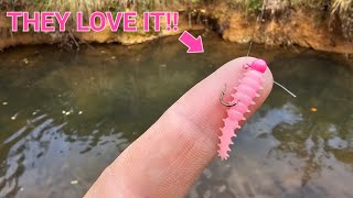 CATCHING MONSTER TROUT ON THIS TINY LURE || Ultra Finesse Fishing!!