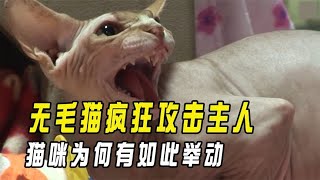 温顺无毛猫突然变得无比凶残，疯狂攻击主人，猫咪为何有如此举动