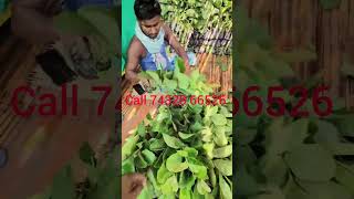 Japanese Red Diamond GuavaAnd Red Diamond Guava Plant Available All IndiaDelivery Call7432866526