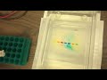 Lab Demo: Food Dye Electrophoresis