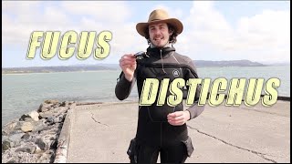 Bio by Ben | ep.1: Fucus distichus (Rockweed)