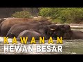 Saat ini saya ingin bemain dengan gajah | JELAJAH