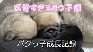 【パグ赤ちゃん】8つ子成長記録