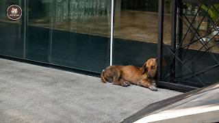 ‘I just need your leftover!’ He collapsed in front of store, waiting for love