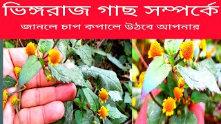 ভৃঙ্গরাজ পাতা এক আশ্চর্য আয়ুর্বেদ মহৌষধ। চুলের যত্ন ছাড়া আর কি কি কাজে লাগে জেনে রাখুন Bhringraj ।