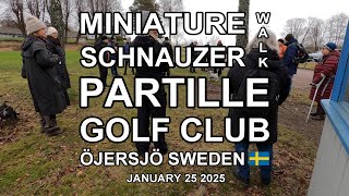 MINIATURE SCHNAUZER WALK PARTILLE GOLF CLUB 2025 (4K)