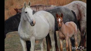 Theodore Roosevelt National Park wild horses