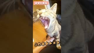 【あくび】子猫があくびするとこんな顔になります！#ねこ#子猫動画