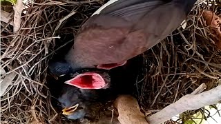 Common myna Birds carry something under their belly.