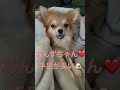 お姉ちゃんだから大丈夫😘💕って言われるチワワのあんず🐶w shorts チワワ 犬