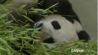 Edinburgh Zoo's female giant panda Tian Tian may be pregnant