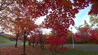 2019年秋 北海道立真駒内公園の紅葉