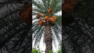 #ఈత చెట్టు పళ్ళు #eetha chettu #wild date palm #indian palm