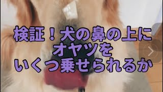 検証！！犬の鼻の上におやつをいくつ乗せることができるか？