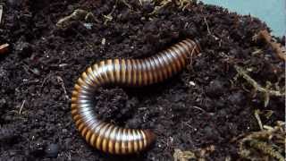 Pelmatoiulus sp. (Cameroon Gold Stripe) Millipede Burrowing