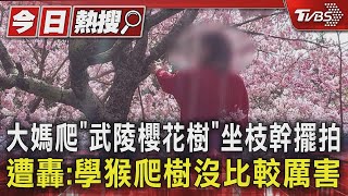 大媽爬「武陵櫻花樹」坐枝幹擺拍 遭轟:學猴爬樹沒比較厲害｜TVBS新聞 @TVBSNEWS01