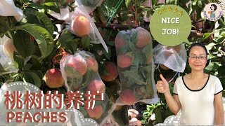 CHANG`S GARDEN 26-PEACHES       桃树的养护