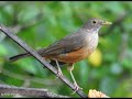 rufous bellied thrush bird song sound call chirp vocalization melody turdus rufiventris