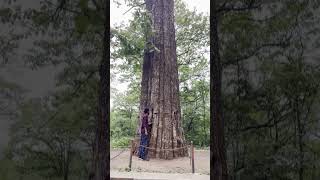 Virgin Tree - One of the largest living Teak Tree in the world. #kerala #forest #nature #teakwood